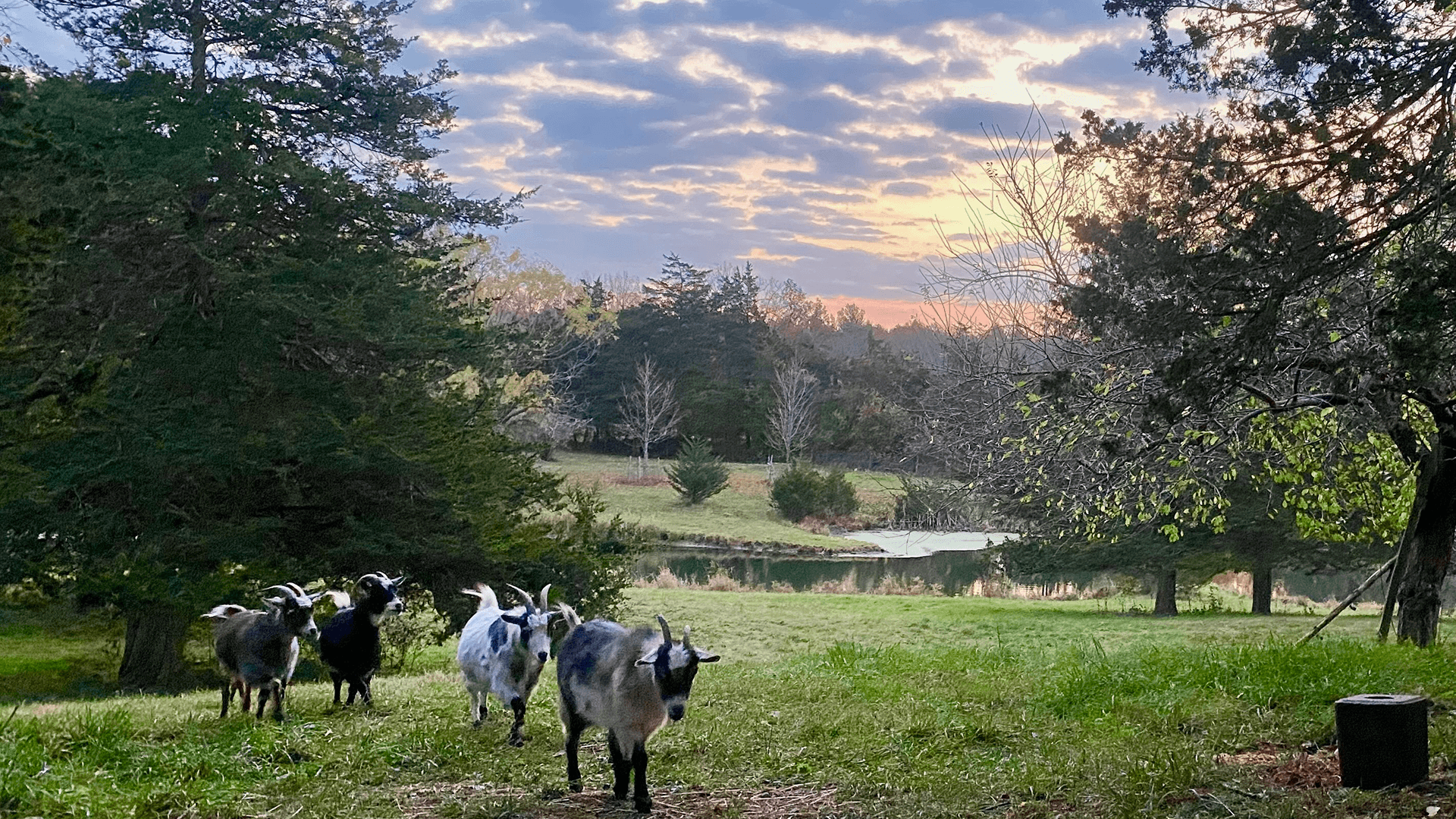 A group of goats walking through a grassy field at sunset, with trees and a pond in the background.