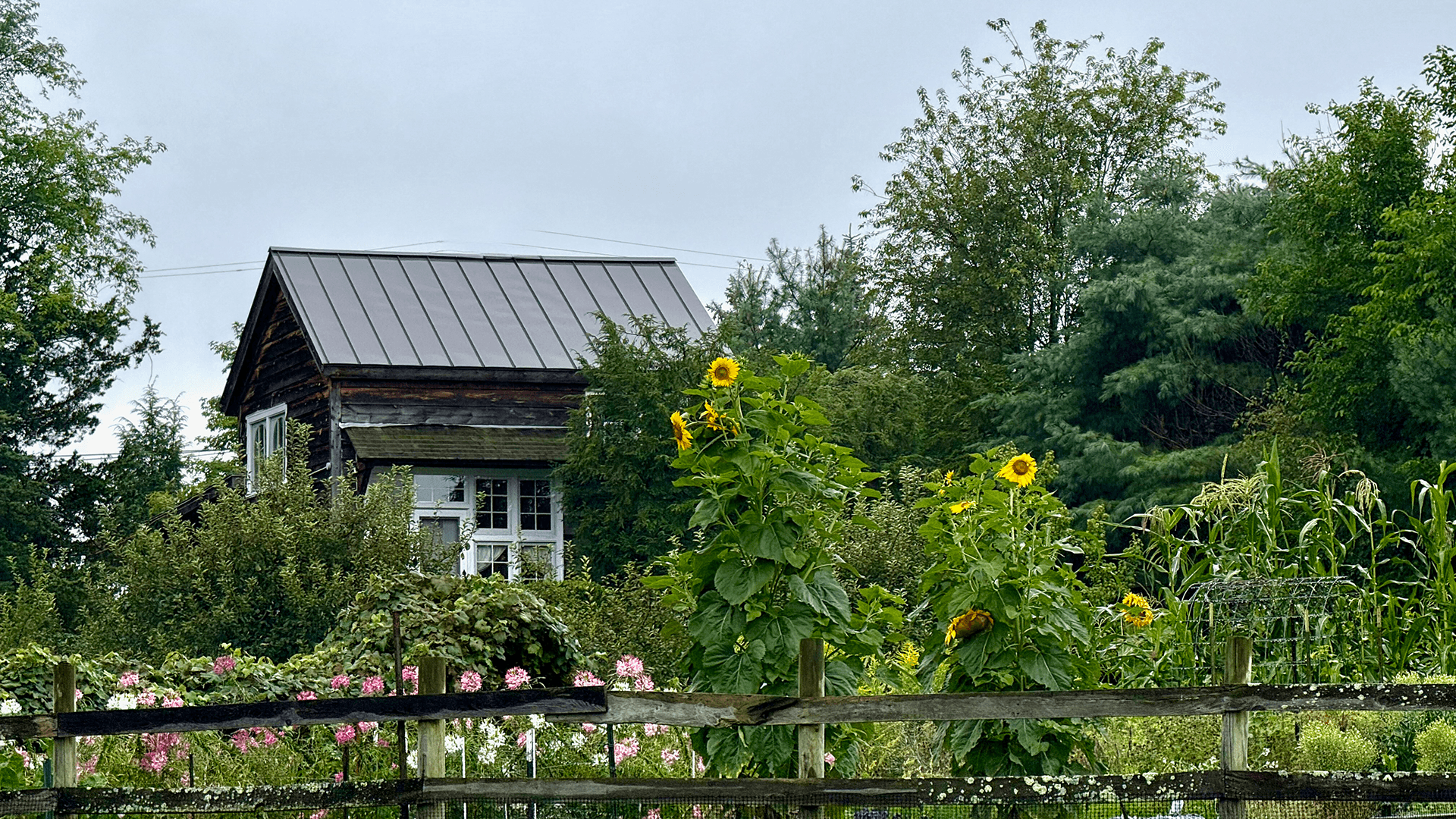 A rustic wooden house is surrounded by vibrant gardens, including tall sunflowers and a variety of blooming flowers.