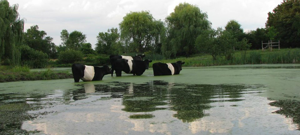 four black cows with white middles standing in a pond up to their bellies cooling off in summer