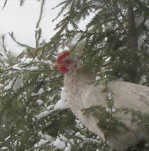chick in a snowy tree
