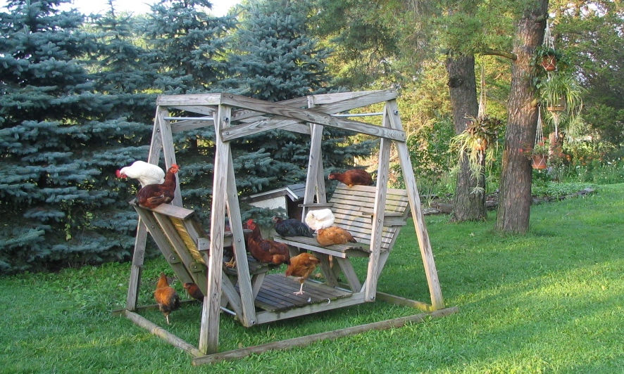 flock of chickens enjoying a wooden 2 seater swing