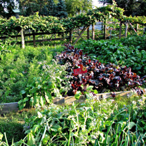 raised beds in garden filled with green and deep red lettuces