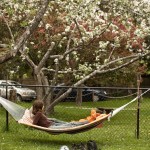 hammock and apple tree