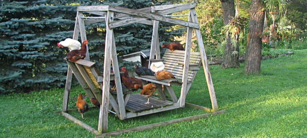 a dozen chickens perched on a double swing in the back yard