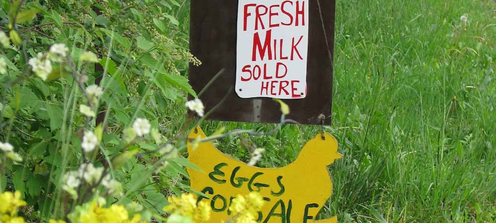 Expansive grassy area with wildflowers and a sign that says "milk sold here, eggs for sale."