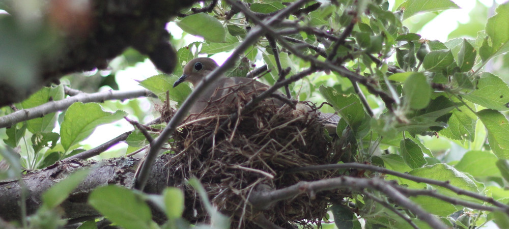 Mother bird sitting on her nest in a green leafy tree in springtime