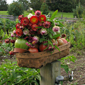 straw basket filled with tomatoes and wildflowers on top, sitting on a post at the edge of a garden plot