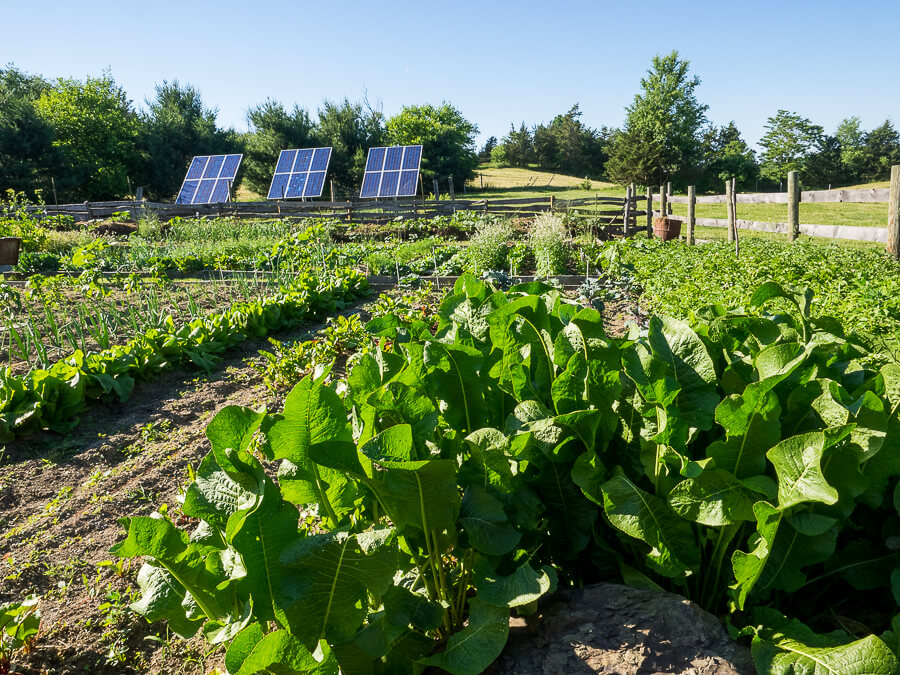 photo of vegetable garden with 3 solar panels behind it.